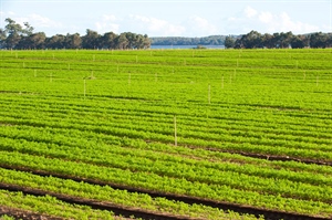 FERTILIZZANTI, I BIOSTIMOLANTI NUOVA FRONTIERA PER LA SOSTENIBILITÀ, MA OCCORRONO PRESTO NORME RIGOROSE